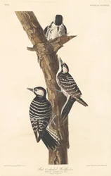 Rotkokardenspecht, 1837.