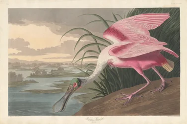 Rosalöffler, 1836