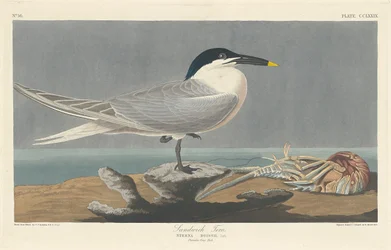 Brandseeschwalbe, 1835