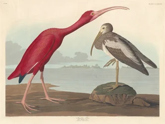 Scharlachsichler, 1837