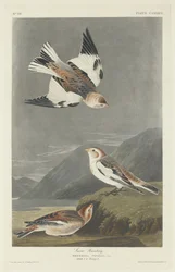Schneeammer, 1834