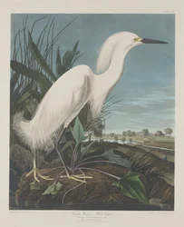Schneereiher oder Weißer Reiher, 1835