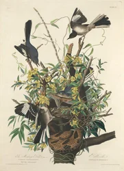 Der Spottdrossel, 1827