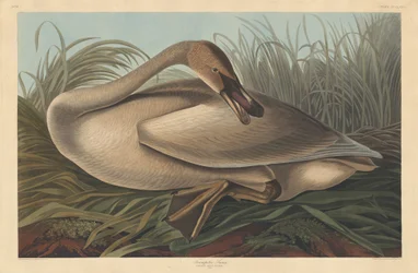 Trompeterschwan, 1837