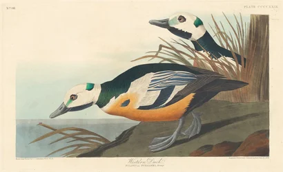 Westliche Ente, 1838