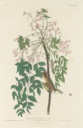 Weißäugiger Fliegenschnäpper, 1829