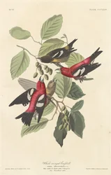 Weißflügeliger Kreuzschnabel, 1837