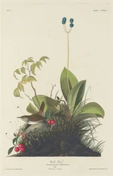 Waldzaunkönig, 1833