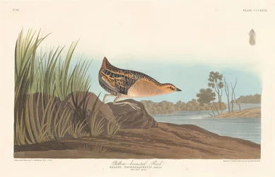 Gelbbrust-Ralle, 1836