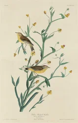 Gelber Rotpol-Waldsänger, 1832