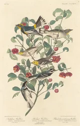 Audubons Waldsänger, Einsiedler-Waldsänger und Schwarzkehl-Waldsänger