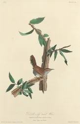 Bewicks Langschwanz-Zaunkönig