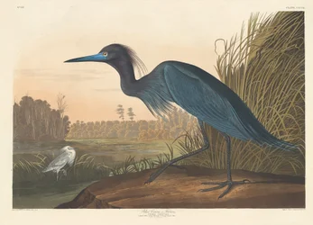Blauer Kranich oder Reiher