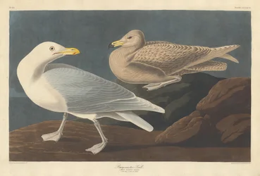 Bürgermeister Gull