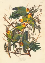Karolinapapagei