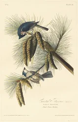 Haubenmeise
