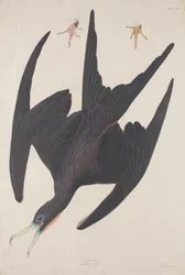 Fregatte Pelikan