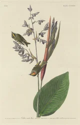 Goldhähnchen