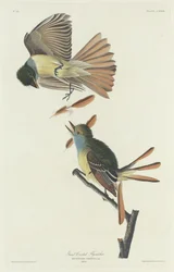 Großer Kappenschnäpper