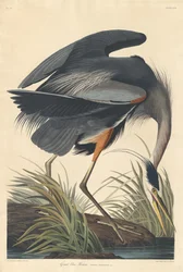 Großer blauer Reiher