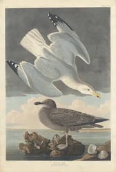 Silbermöwe
