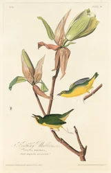 Kentucky-Waldsänger