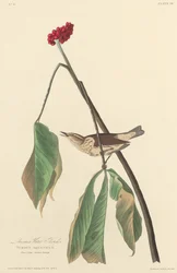 Louisiana-Wasseramsel