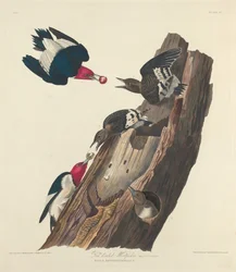 Rotkopf-Specht