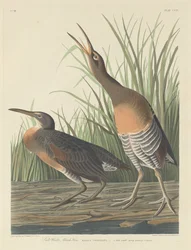 Salzwassersumpfhuhn