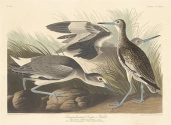 Halbpalmen-Schnepfe oder Willet