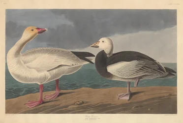 Schneegans