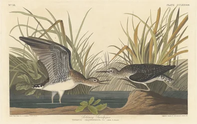 Einsamer Wasserläufer
