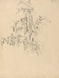 Studie von Laub