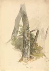 Baumstudie mit Efeu, der an einem Baumstumpf hochklettert