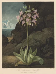 Der Tempel der Flora oder Garten der Natur: Die Amerikanische Kuhschelle