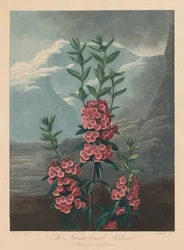 Der Tempel der Flora, oder Garten der Natur: Die schmalblättrige Kalmie, Berglorbeer