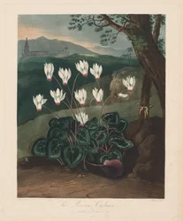 Der Tempel der Flora oder Garten der Natur: Die Persische Alpenveilchen