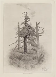 Alte Bäume auf Naushon Island [Tafel 2]