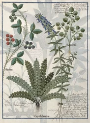 Farne, Brombeeren und Blumen, Illustration aus dem Buch der einfachen Heilmittel von Mattheaus Platearius