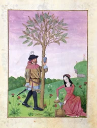 Ms Fr. Fv VI #1 fol.162v Saft aus einem Baum ziehen, Illustration aus dem 