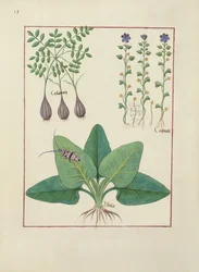 Ms Fr. Fv VI #1 fol. Illustration aus Das Buch der einfachen Heilmittel von Mattheaus Platearius (gest. ca. 1161) ca. 1470