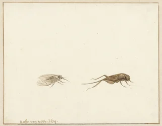 Zwei Insekten