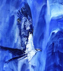 Fliegender blauer Fischadler