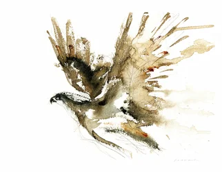 Fliegender Falke Aquarell