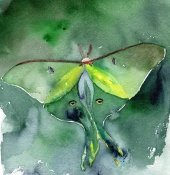 Aquarell-Luna-Motte