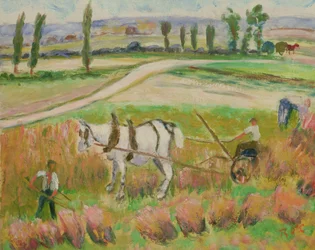 Ernte mit einem weißen Pferd
