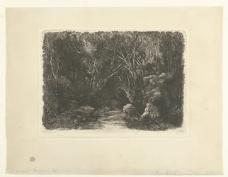 Waldlandschaft mit Bach und überhängenden Bäumen