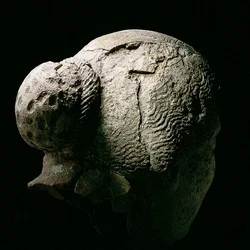 Rückansicht eines Frauenkopfes, 2. oder 3. Jahrhundert n. Chr.