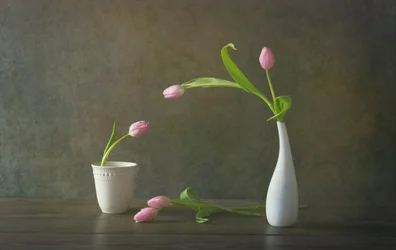 Elegantes rosa Tulpen-Stillleben