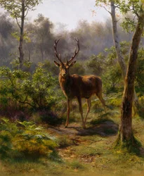 Ein Hirsch
